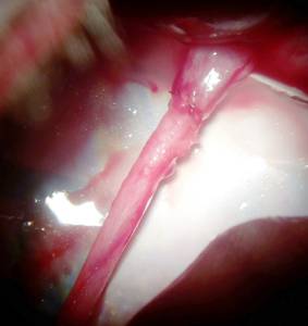 Chirurgie interne chien Angers