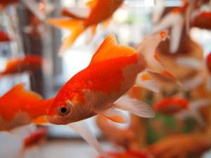 goldfish-178579-Pixabay