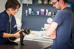 Examen chaton Adoption Vétérinaire Angers