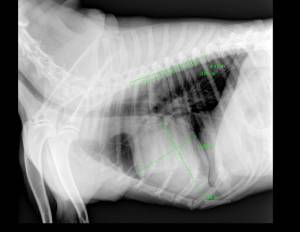 radiographie veterinaire angers
