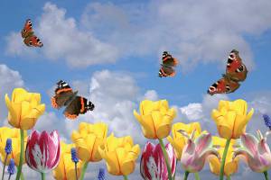 Papillon animaux utiles jardin