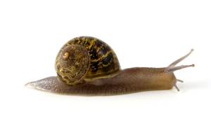 snail-1959